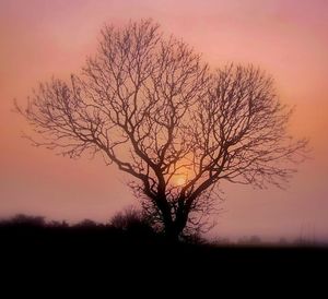 Silhouette of trees on landscape at sunset