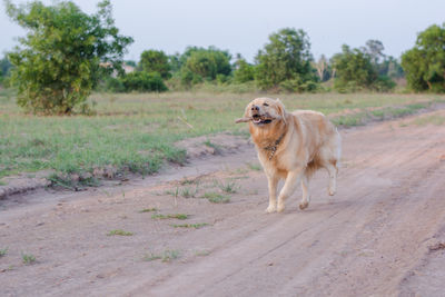 View of a dog walking on road