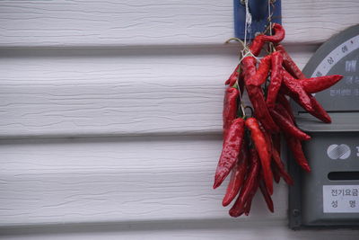 Close-up of rope hanging on rope