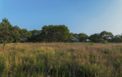 Scenic view of trees on field against clear sky