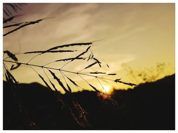 Close-up of silhouette plants on field against sky at sunset