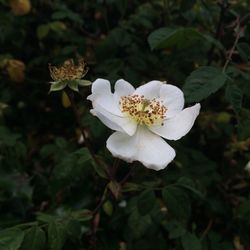 Close-up of white flowers