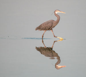 Side view of a bird in water