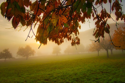 Trees on field during autumn