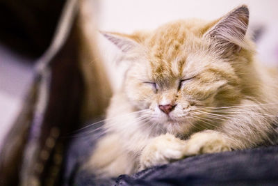 Close-up of cat relaxing at home