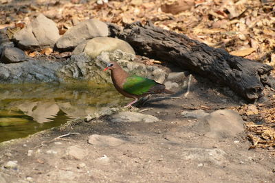 Bird perching on rock