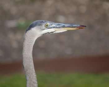 Close-up of bird