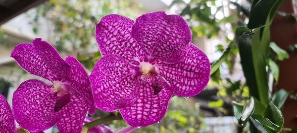 Close-up of purple flowering plant