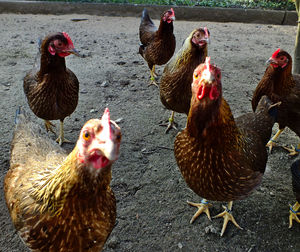 Close-up of rooster