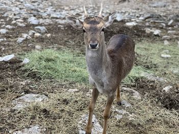 Portrait of deer standing on field