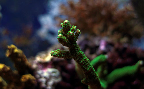 Close-up of caterpillar on water