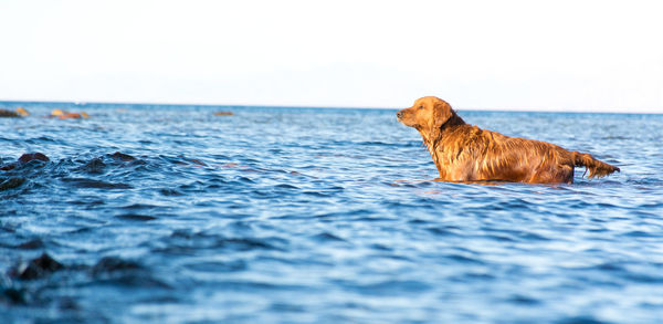 View of dog swimming in sea