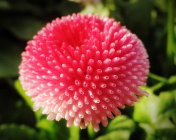 Close-up of red flowers