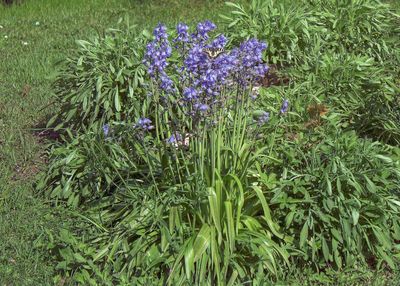 Full frame shot of plants growing on field