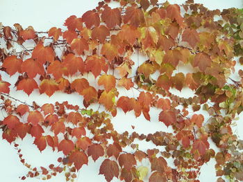 Close-up of tree against sky during autumn