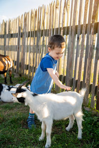 Cute toddler boy two or three years old petting a goat. friendship with the animal.