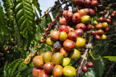 Close-up of berries growing on tree