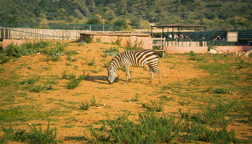 Side view of a giraffe grazing on landscape