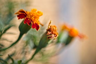 Close-up of red flowering plant