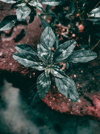 High angle view of flowering plant