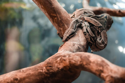 Close-up of tree trunk against blurred background