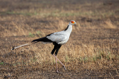 Side view of bird on land