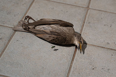 A dead bird with a flying fly