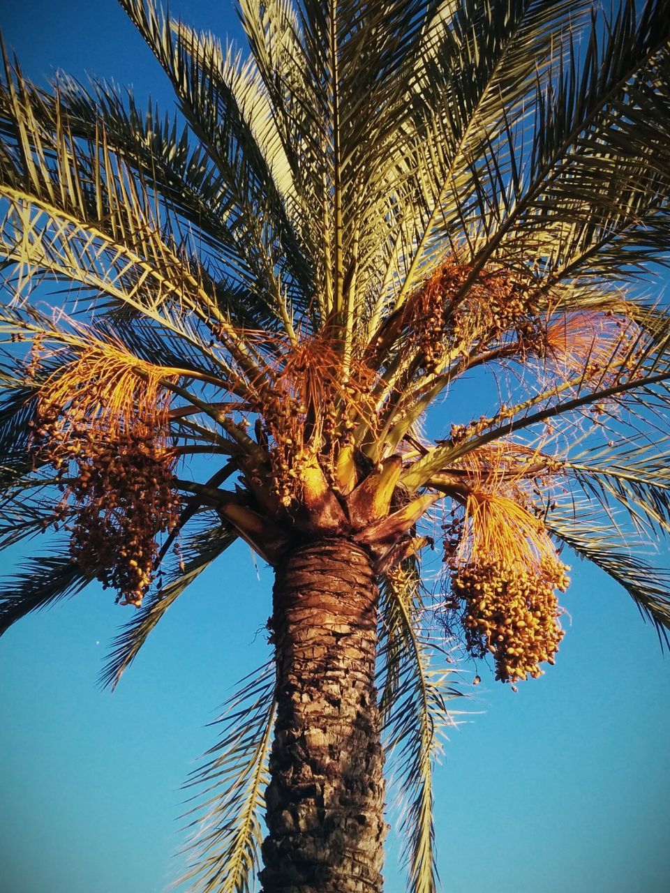 low angle view, tree, clear sky, branch, palm tree, growth, tree trunk, blue, nature, tranquility, sky, beauty in nature, leaf, palm leaf, outdoors, no people, scenics, day, sunlight, coconut palm tree