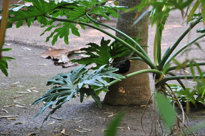 View of bird on plant