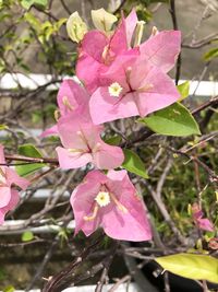 Close-up of pink flowers blooming outdoors