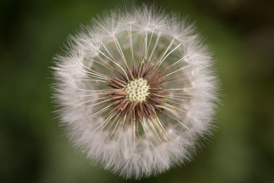 Close-up of dandelion outdoors