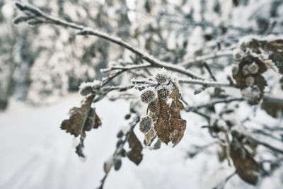 Close-up of snow covered tree