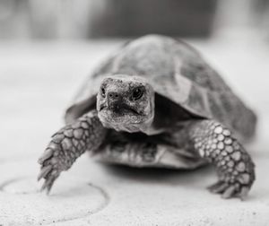 Close-up of a turtle