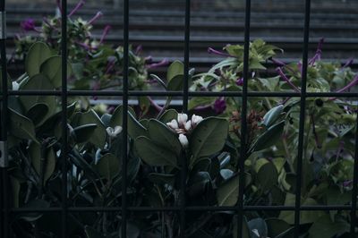 Close-up of flowering plant