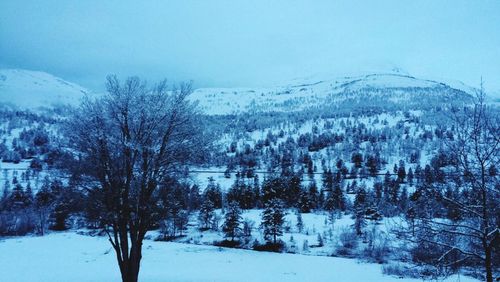 Bare trees on snow covered field