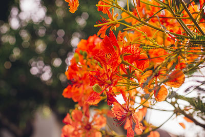 Red royal poinciana. delonix regia flower on branch. spring background