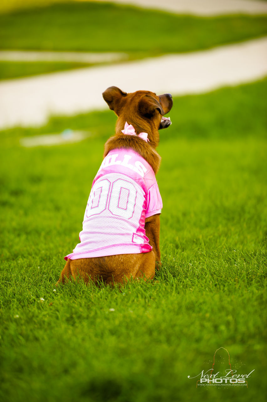 DOG SITTING ON GRASS