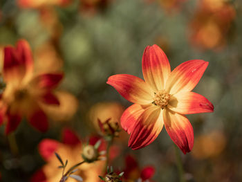 Close-up of red flowering plant