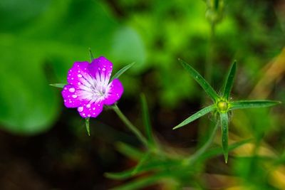 Close-up of pink flowering plant