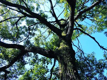 Low angle view of tree