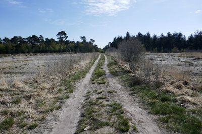 Road amidst trees on field against sky