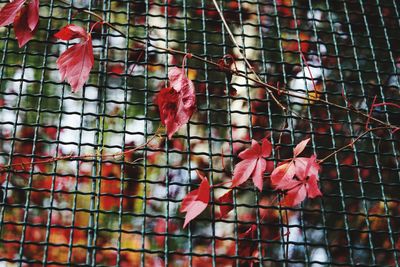 Close-up of cage decorated with leaves
