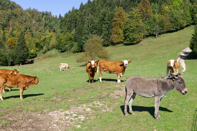 Cows and donkeys in slovenia