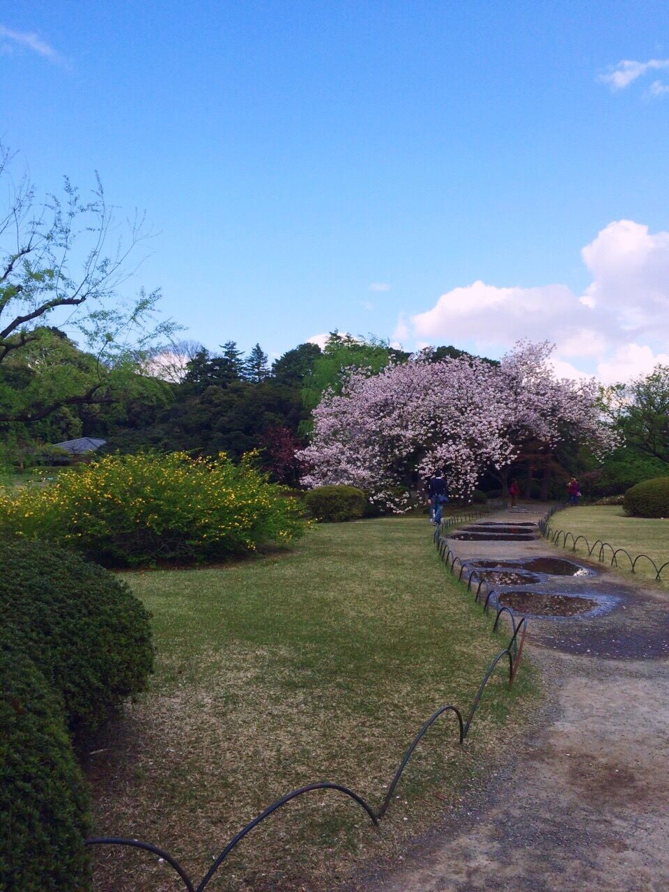 SCENIC VIEW OF PARK