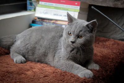 Close-up of a cat looking away