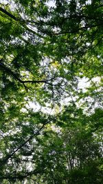 Low angle view of flowering trees in forest