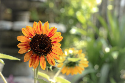 Close-up of orange flower against blurred background