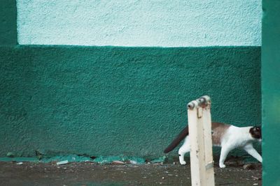 View of dog against wall