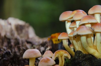 Close-up of mushrooms