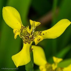 Close-up of yellow flower